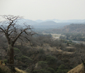 The transition to fungiculture helped termites set up housekeeping in dry savannas.